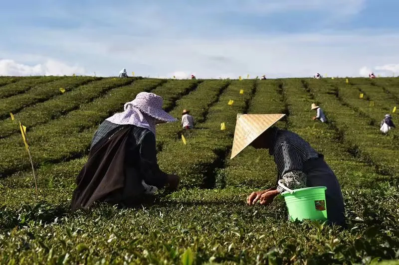 出口逆势上扬！ 2021年贵州茶叶飘香全球