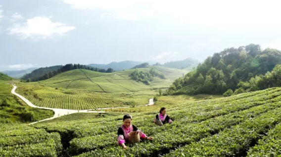 2022年 贵州茶产业需要做这些工作
