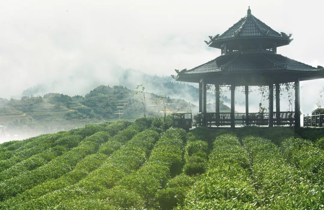 共同发展贵州新茶饮 贵茶集团与译乐鲜茶签订战略合作协议