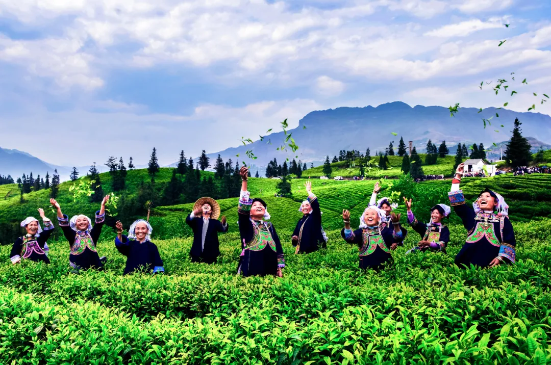 2021年贵州茶行业十大新闻新鲜出炉