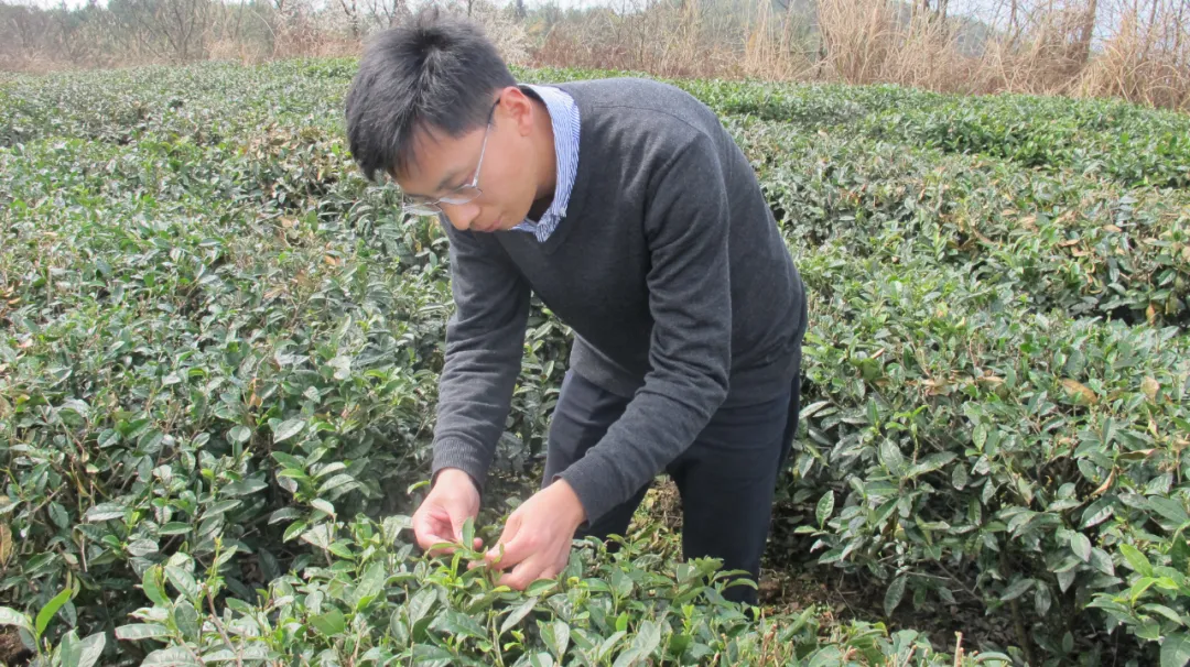 李向阳：绿色防控出新招，为茶叶质量安全“保驾护航”