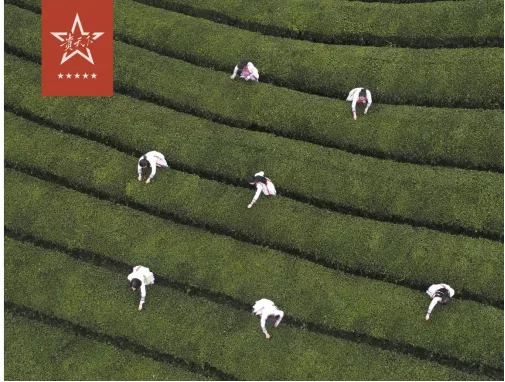 贵州贵天下茶业集团有限责任公司获“观山湖区2021年度重点行业优秀成长型企业”荣誉称号