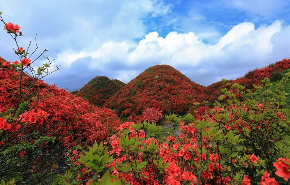 春日寻芳何处去？遵义专属赏花地图新鲜出炉，赶紧收藏~