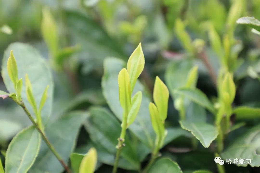 十条「茶令」规范都匀毛尖核心产区茶青市场