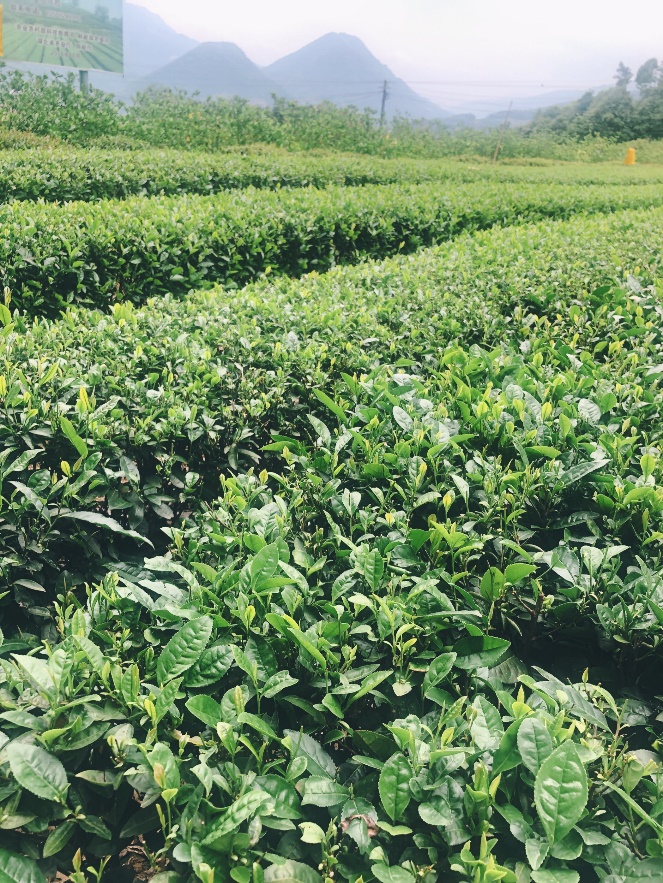 奈雪的茶：坚持做质价比高的产品
