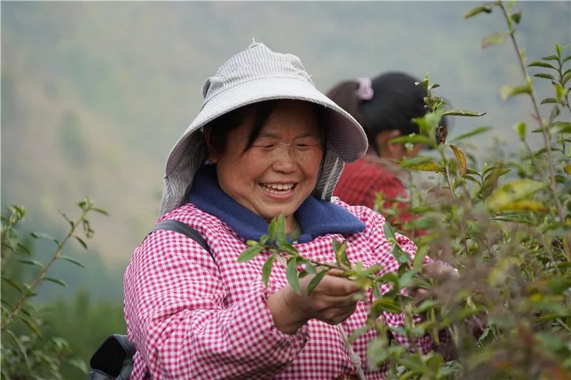农业农村部发布《2022年春茶生产技术指导意见》