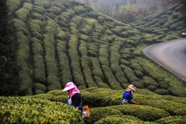 这个春天去哪里采上好的春茶呢？这条攻略告诉你真相