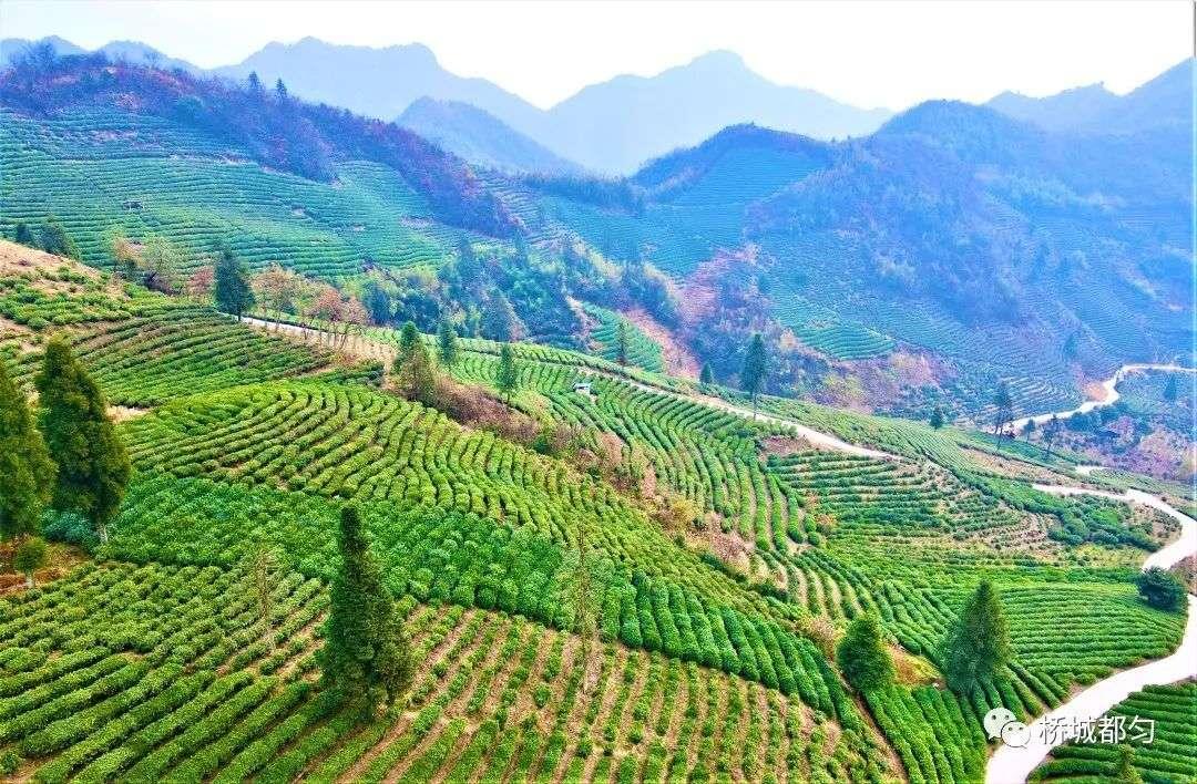「都匀毛尖开采季」茶农村：小绿叶做成大产业