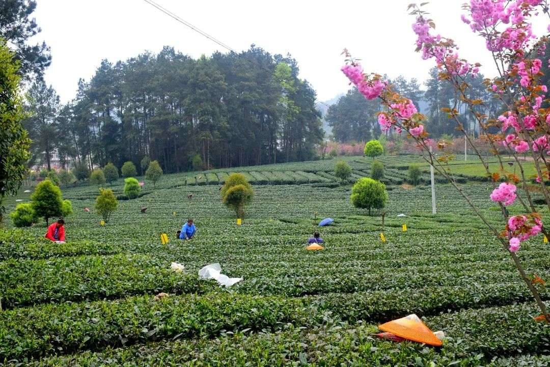 兰馨茶业新茶上市啦！