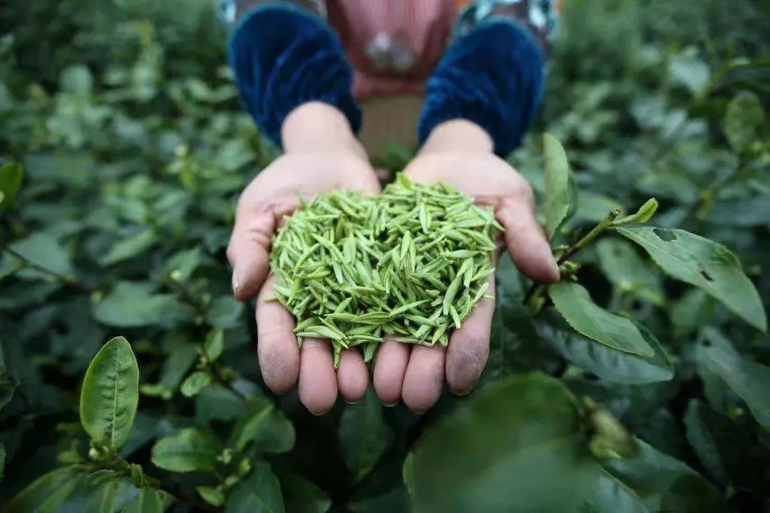 这个春天去哪里采上好的春茶呢？这条攻略告诉你真相