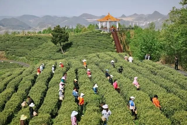 2022年美美观山湖·春茶开采季系列活动正式启动