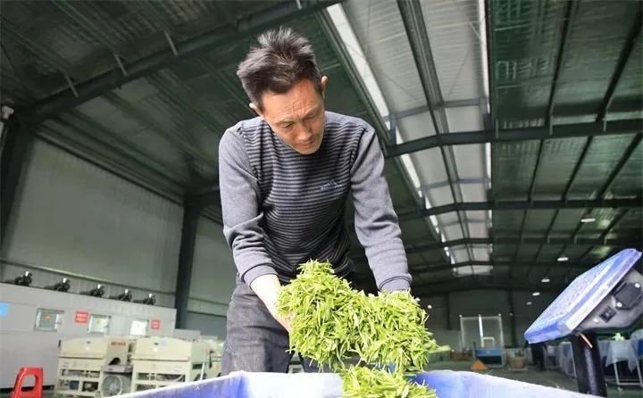 金沙贡茶公司：打造助推乡村振兴的示范产业