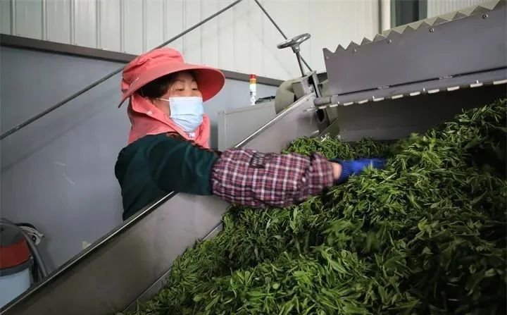 金沙贡茶公司：打造助推乡村振兴的示范产业