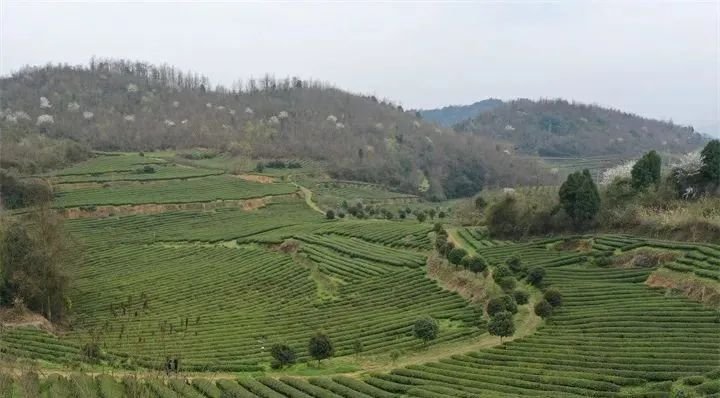 金沙贡茶公司：打造助推乡村振兴的示范产业