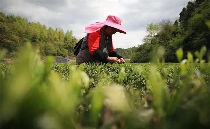 金沙贡茶公司：打造助推乡村振兴的示范产业