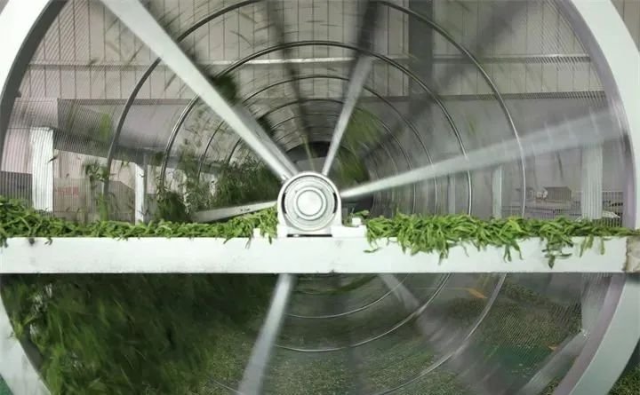 金沙贡茶公司：打造助推乡村振兴的示范产业