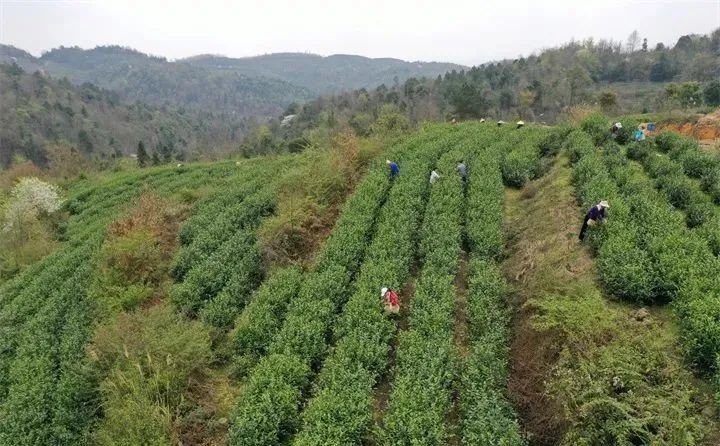 金沙贡茶公司：打造助推乡村振兴的示范产业
