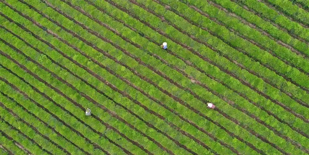 贵州罗甸：抢采“明前茶” 助农保增收