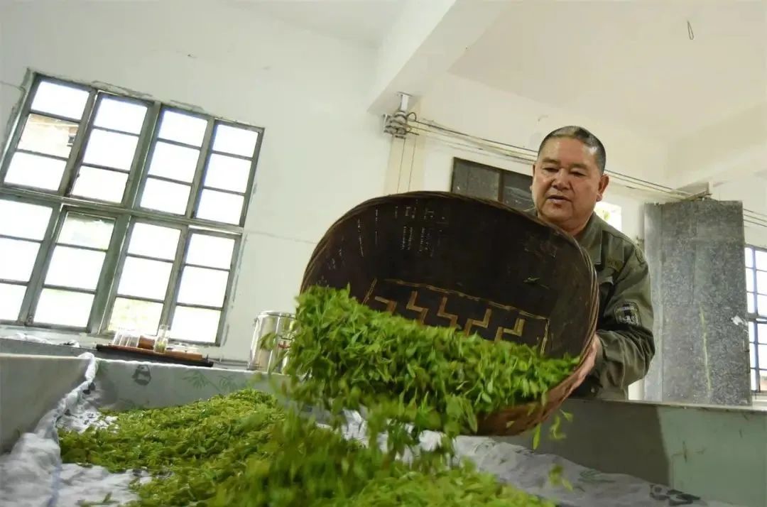 贵州罗甸：抢采“明前茶” 助农保增收
