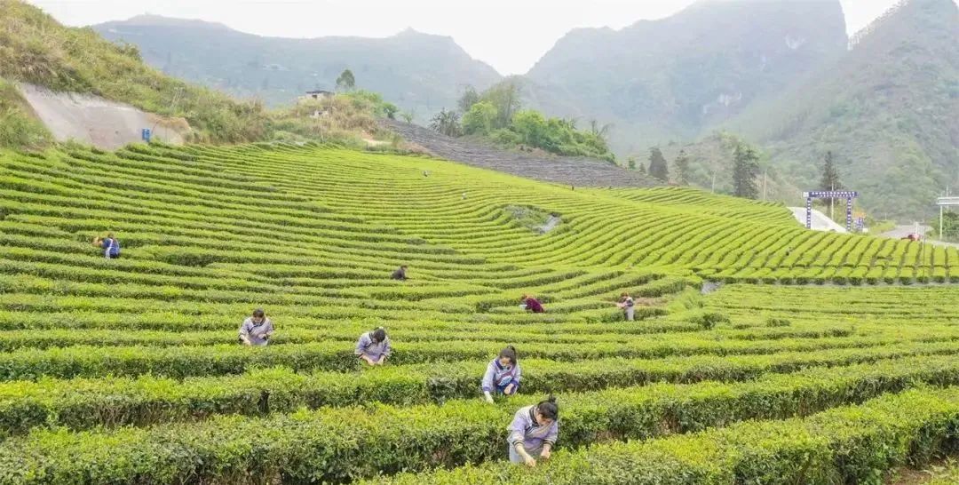 贵州罗甸：抢采“明前茶” 助农保增收