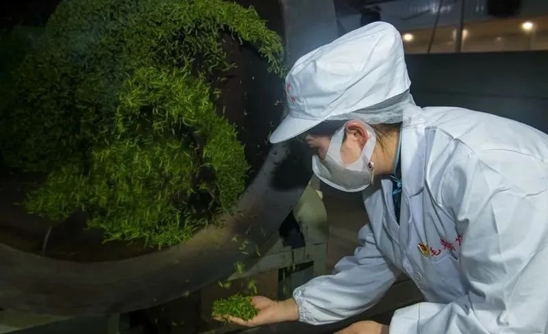 深夜的雷山银球茶加工厂里传递着春天的味道