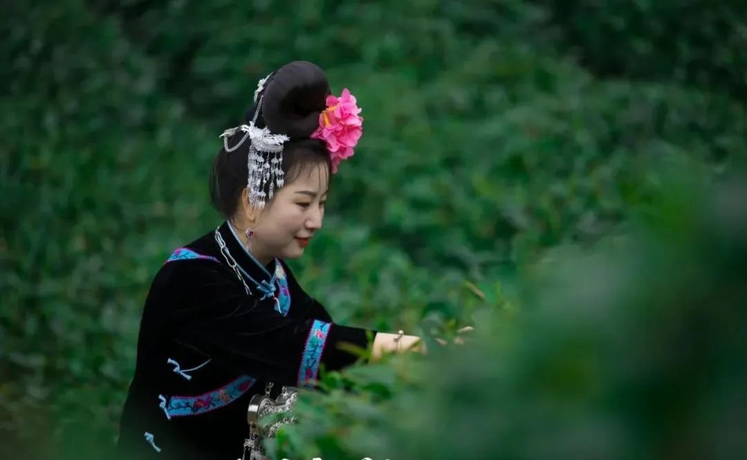 深夜的雷山银球茶加工厂里传递着春天的味道