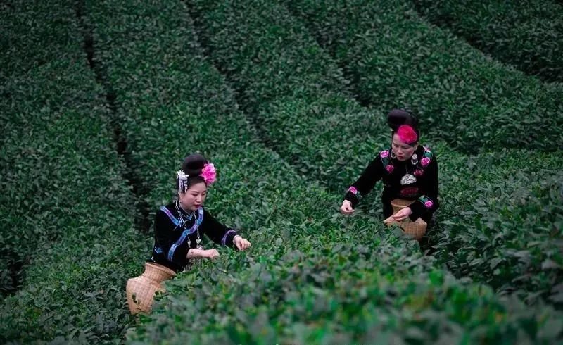 深夜的雷山银球茶加工厂里传递着春天的味道