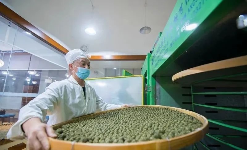 深夜的雷山银球茶加工厂里传递着春天的味道