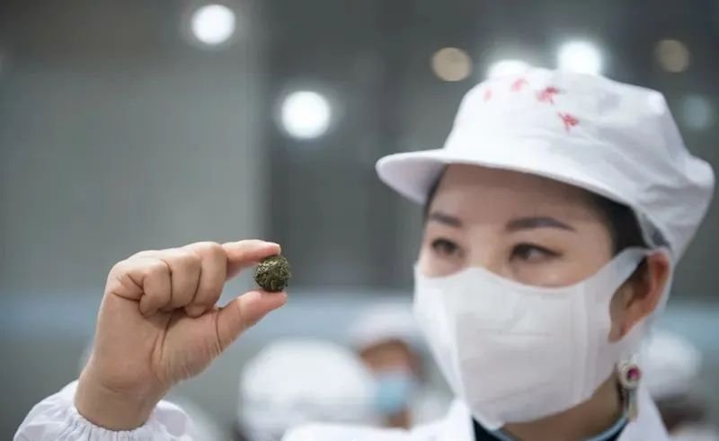 深夜的雷山银球茶加工厂里传递着春天的味道