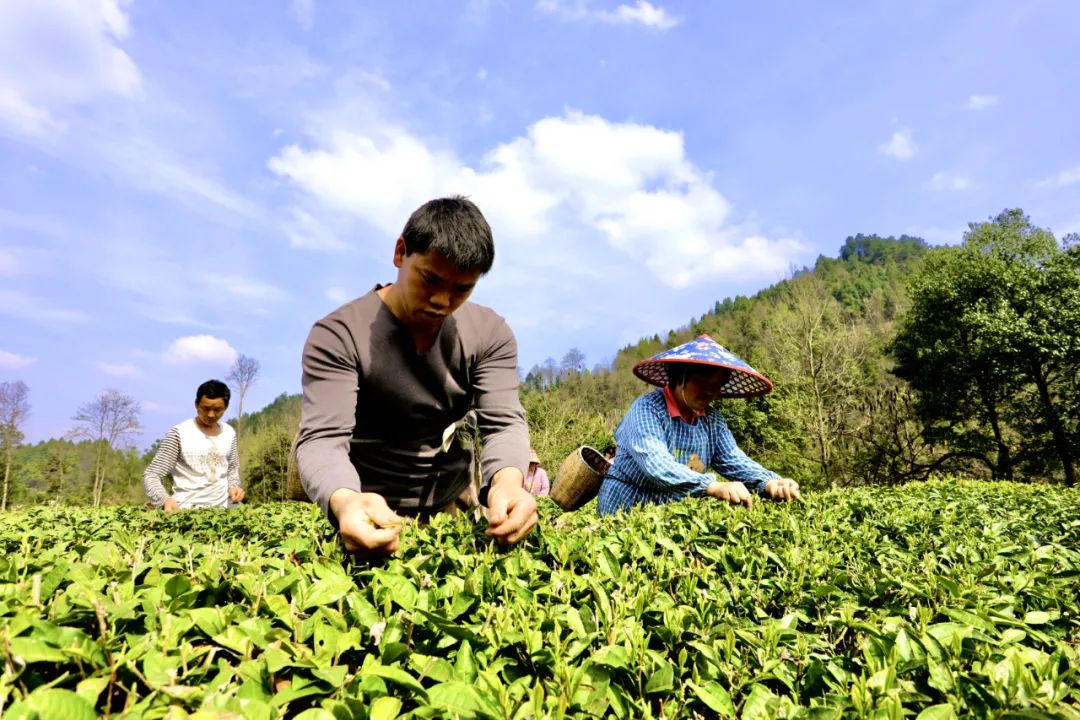 春茶采摘集锦丨这个春天 一同去贵州的茶山上感受茶香茶韵~