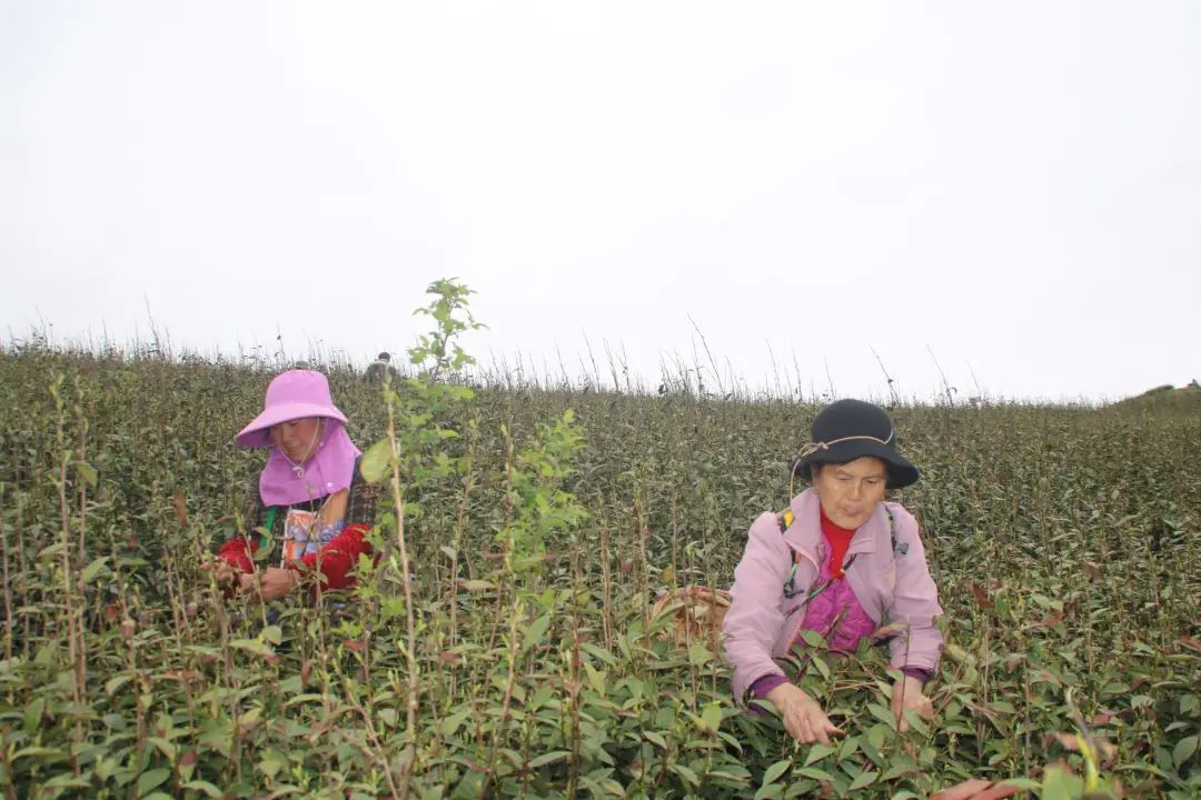 春茶采摘集锦丨这个春天 一同去贵州的茶山上感受茶香茶韵~