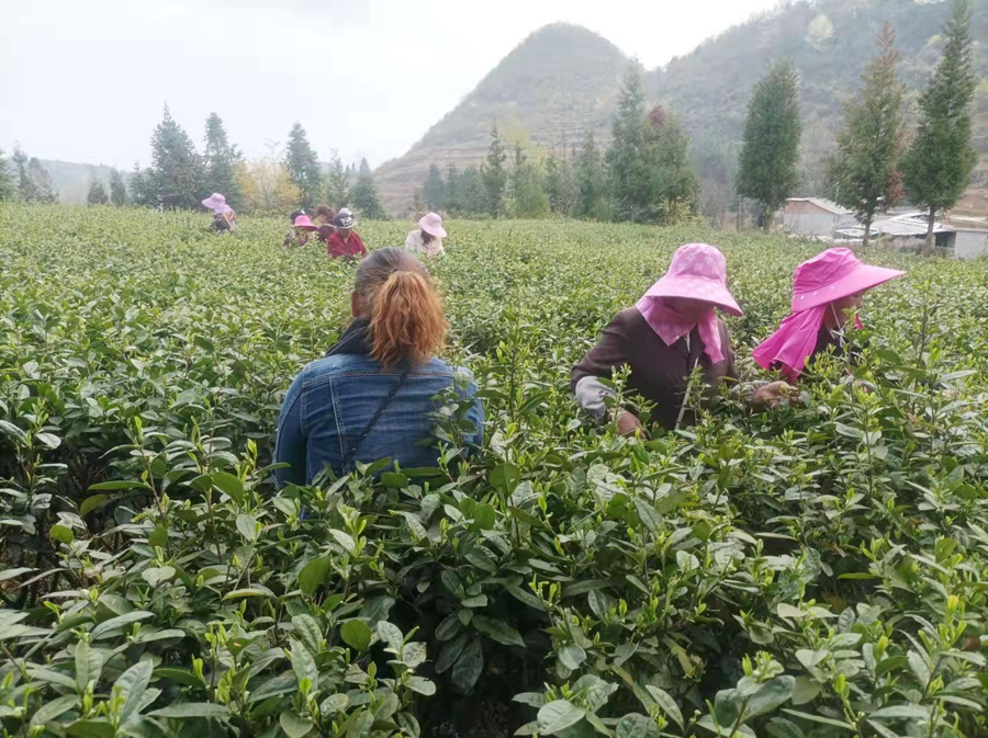 春茶采摘集锦丨这个春天 一同去贵州的茶山上感受茶香茶韵~