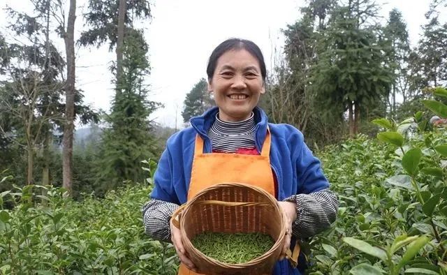 春茶采摘集锦丨这个春天 一同去贵州的茶山上感受茶香茶韵~