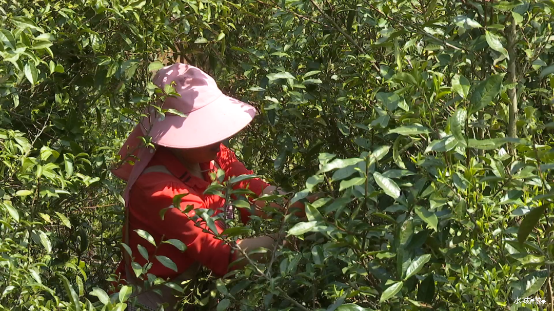 春茶采摘集锦丨这个春天 一同去贵州的茶山上感受茶香茶韵~