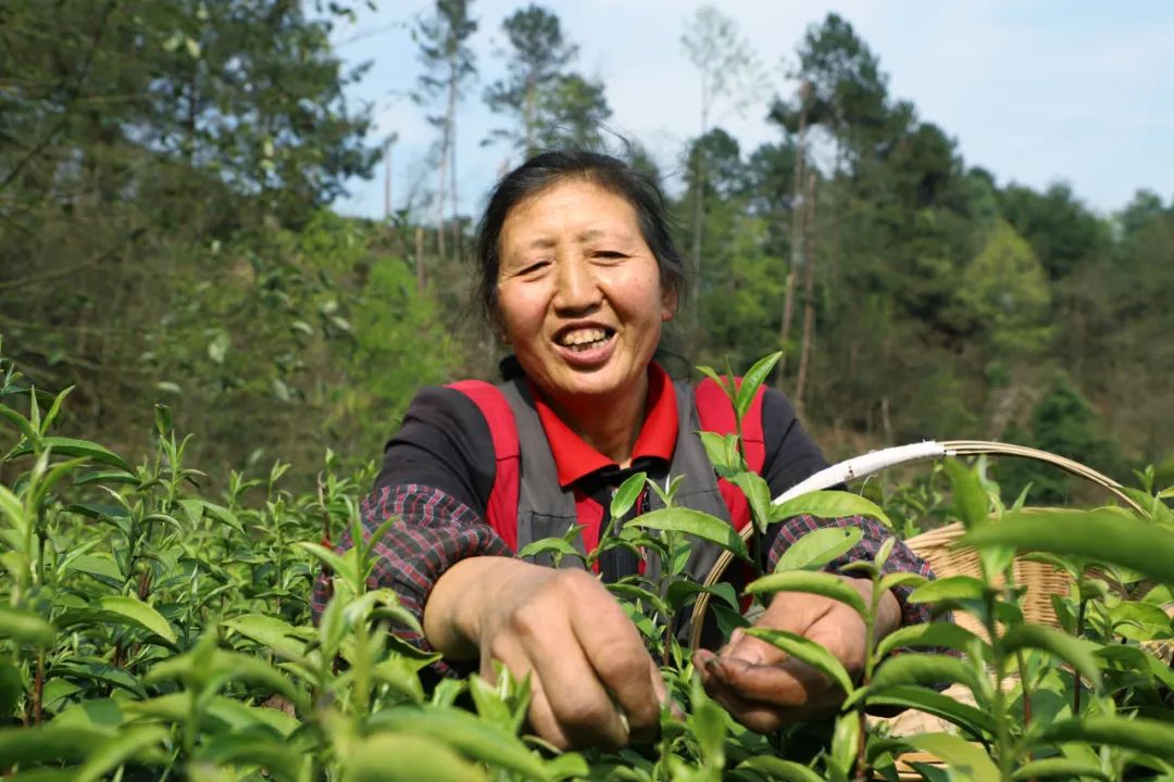 春茶采摘集锦丨这个春天 一同去贵州的茶山上感受茶香茶韵~