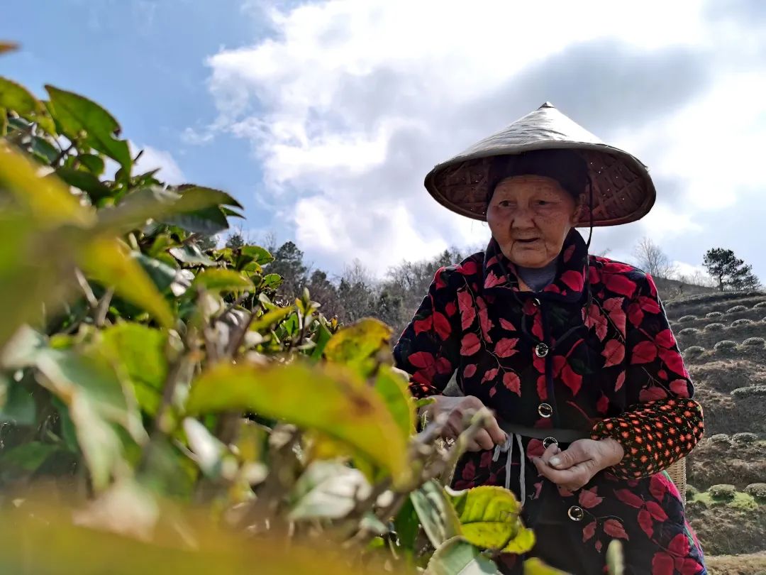 春茶采摘集锦丨这个春天 一同去贵州的茶山上感受茶香茶韵~