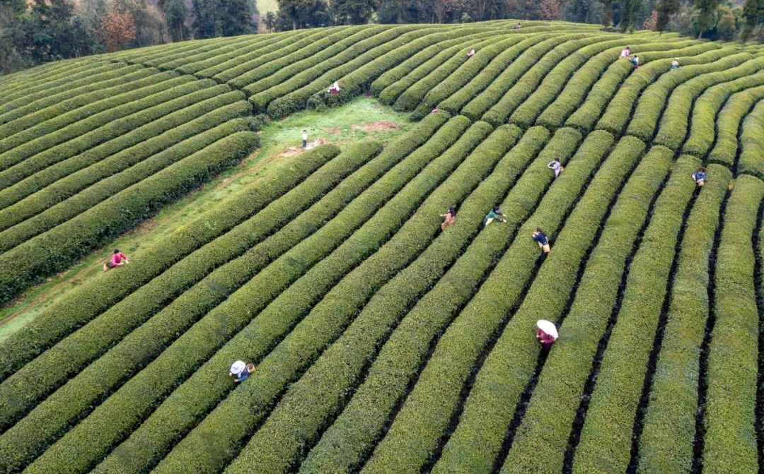 春茶采摘集锦丨这个春天 一同去贵州的茶山上感受茶香茶韵~