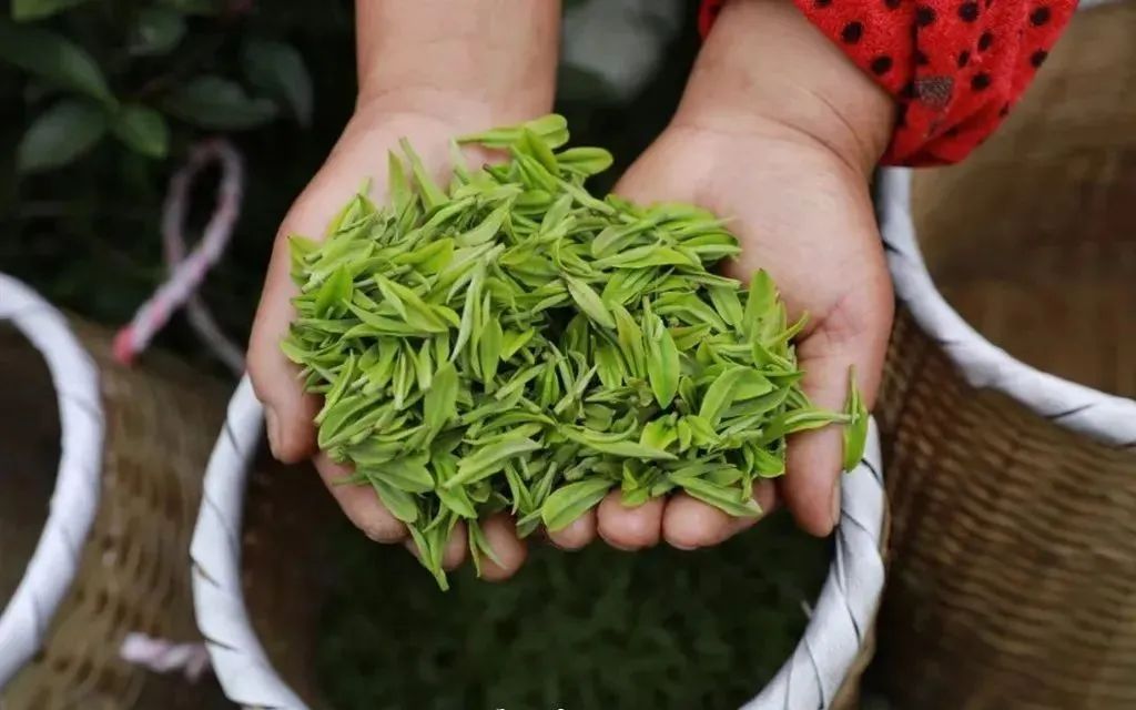 春茶采摘集锦丨这个春天 一同去贵州的茶山上感受茶香茶韵~