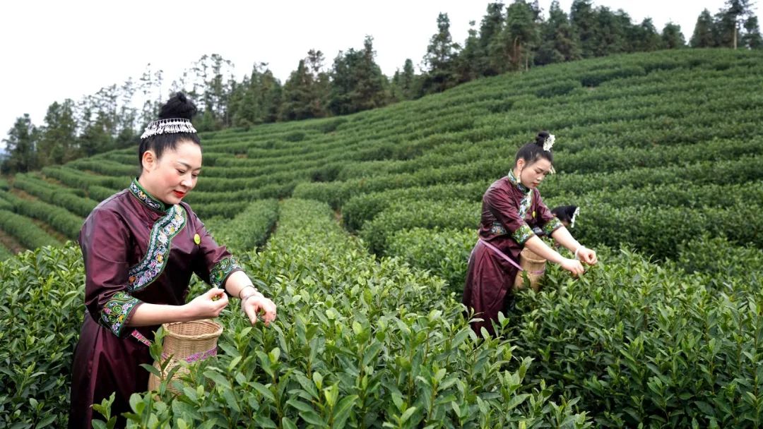 春茶采摘集锦丨这个春天 一同去贵州的茶山上感受茶香茶韵~