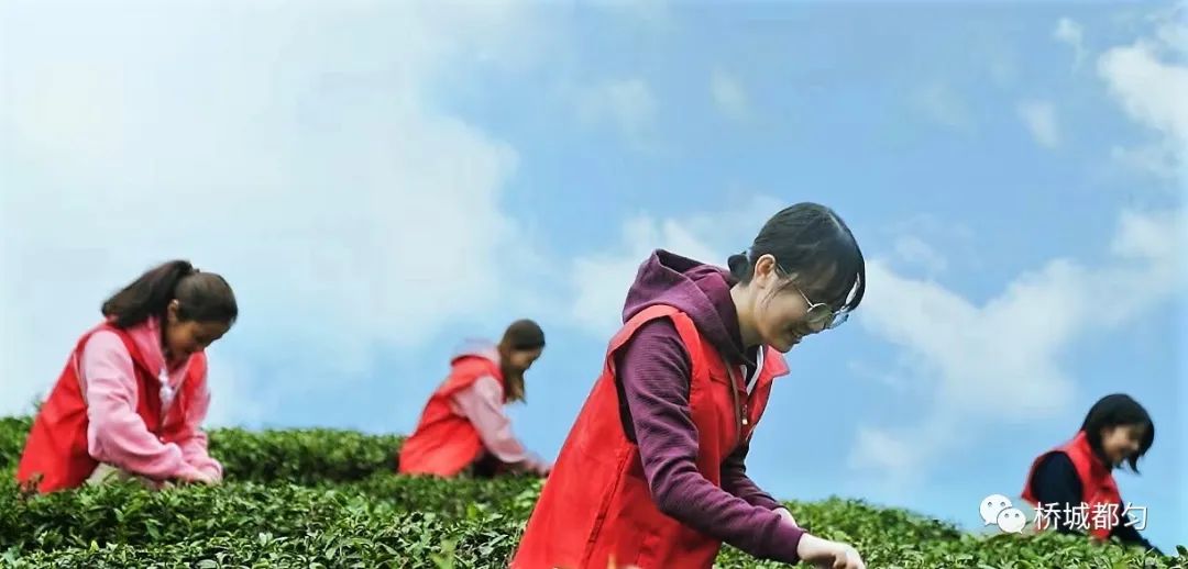 春茶采摘集锦丨这个春天 一同去贵州的茶山上感受茶香茶韵~