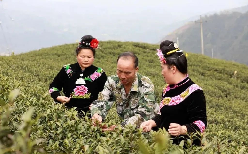 春茶采摘集锦丨这个春天 一同去贵州的茶山上感受茶香茶韵~