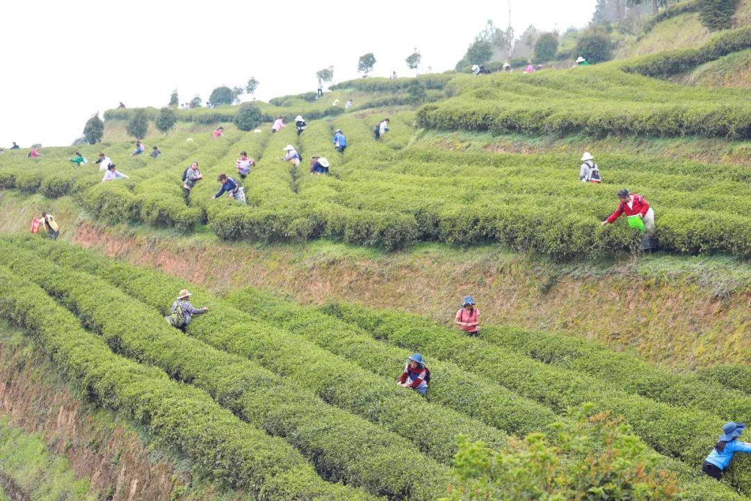 春茶采摘集锦丨这个春天 一同去贵州的茶山上感受茶香茶韵~