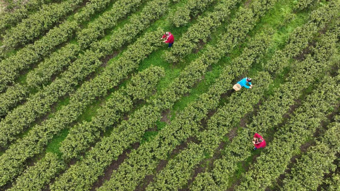 春茶采摘集锦丨这个春天 一同去贵州的茶山上感受茶香茶韵~