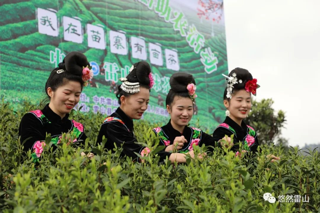 春茶采摘集锦丨这个春天 一同去贵州的茶山上感受茶香茶韵~