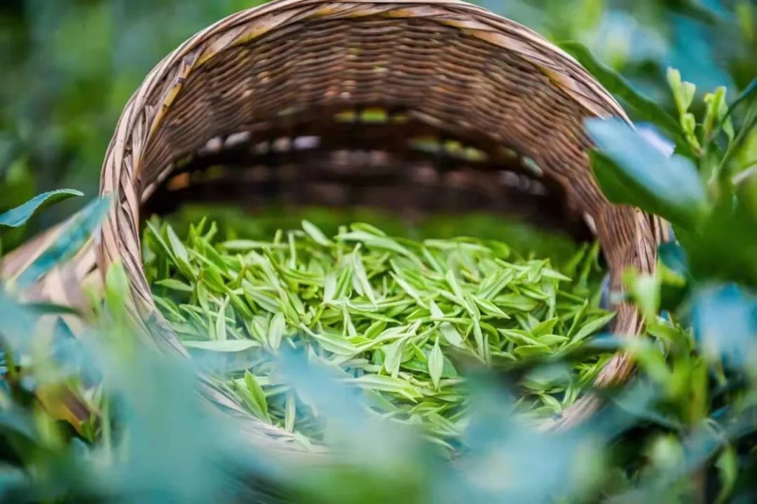 春茶采摘集锦丨这个春天 一同去贵州的茶山上感受茶香茶韵~