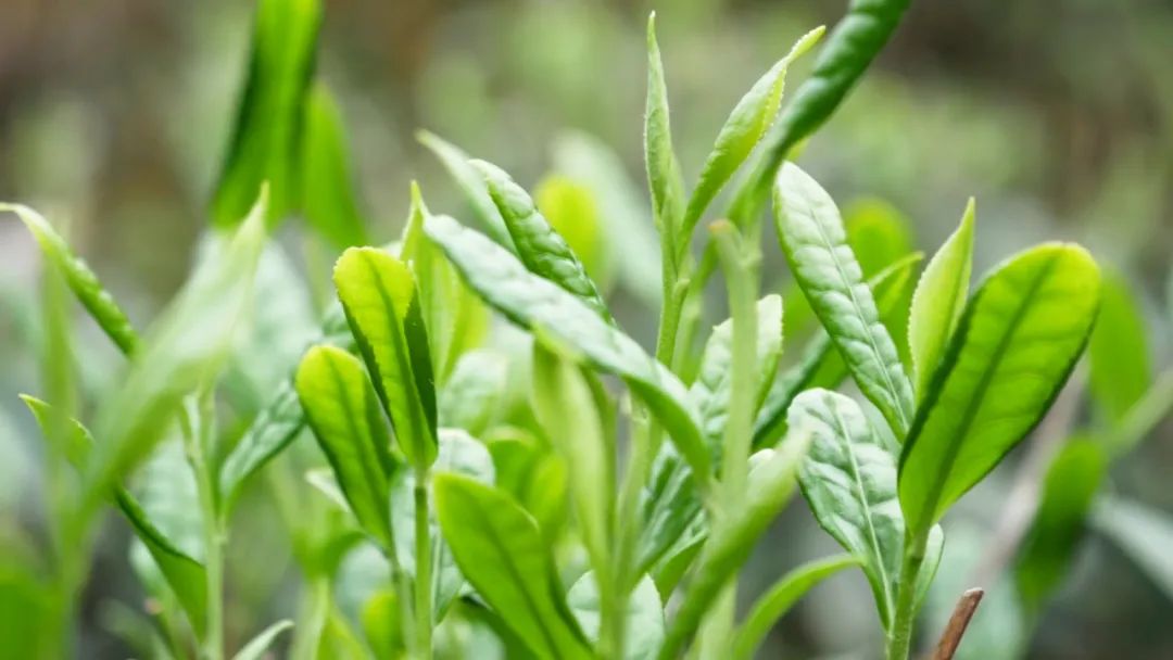 春茶采摘集锦丨这个春天 一同去贵州的茶山上感受茶香茶韵~