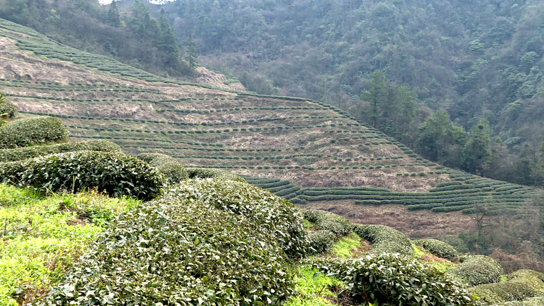 春茶采摘集锦丨这个春天 一同去贵州的茶山上感受茶香茶韵~