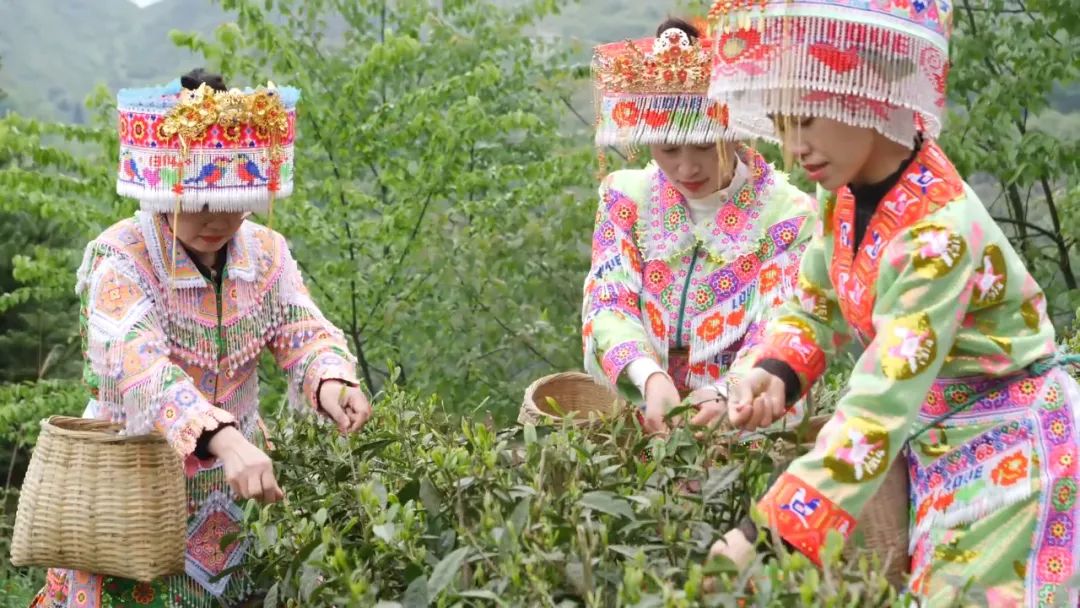 春茶采摘集锦丨这个春天 一同去贵州的茶山上感受茶香茶韵~