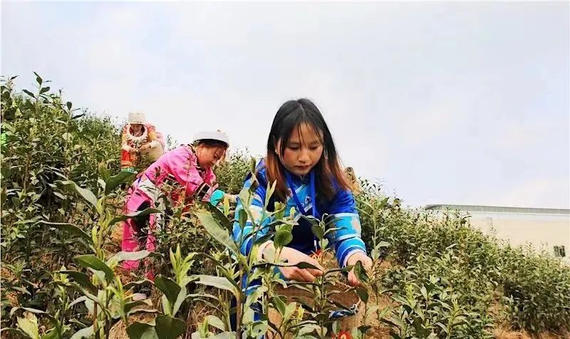 春茶采摘集锦丨这个春天 一同去贵州的茶山上感受茶香茶韵~