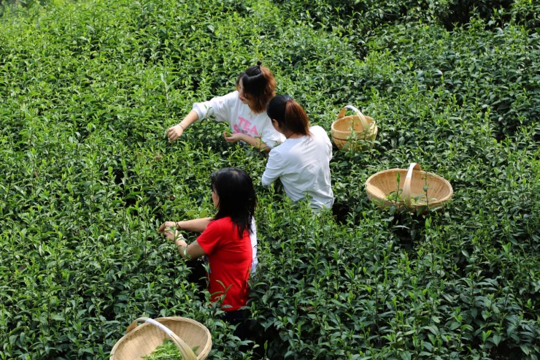 春茶采摘集锦丨这个春天 一同去贵州的茶山上感受茶香茶韵~